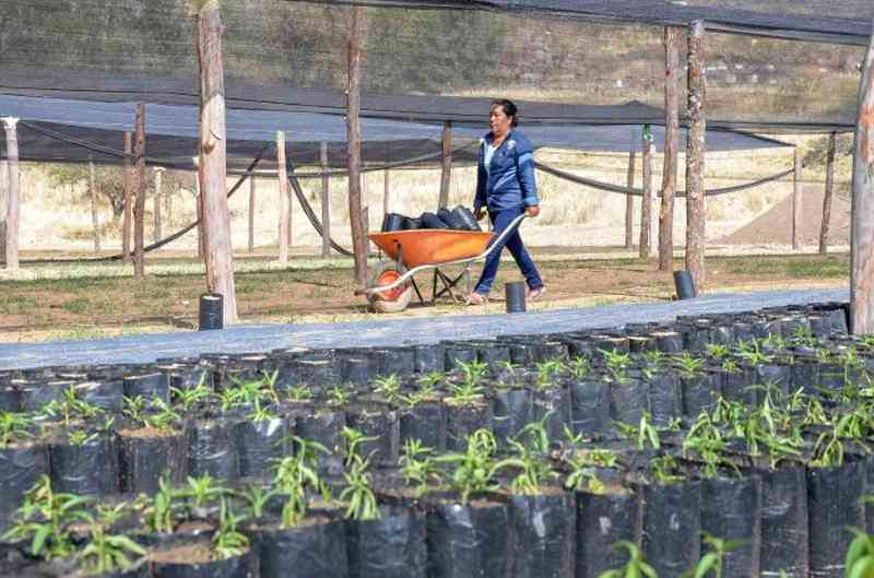 Gobernación de Tarija reforestará con 40.000 plantines la reserva de Sama
