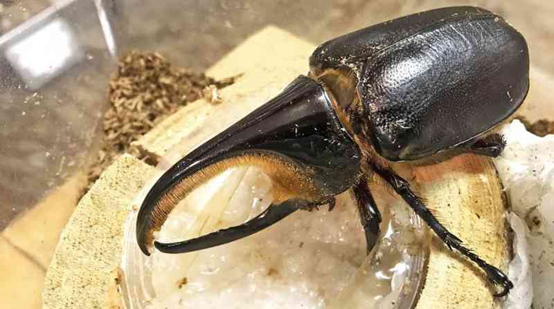 Escarabajos bolivianos en peligro de extinción son traficados ilegalmente hacia Japón 
