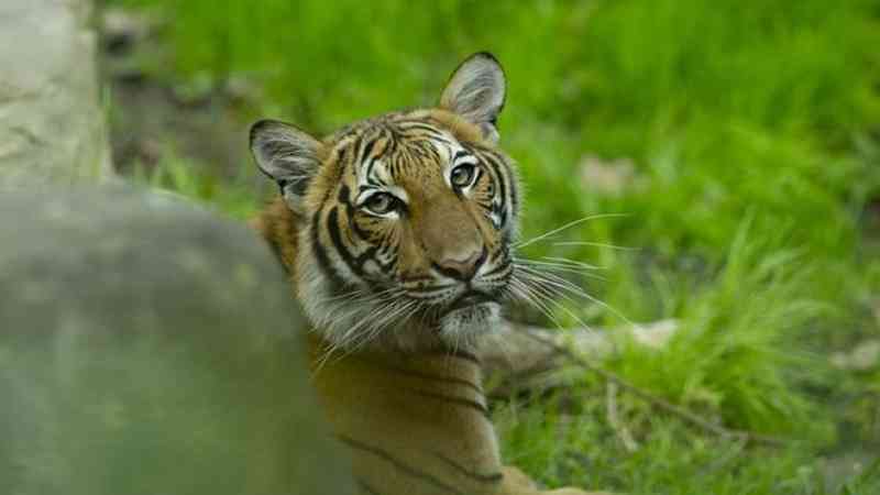 Coronavirus en EE.UU: un tigre del zoológico del Bronx, en Nueva York, da positivo por covid-19