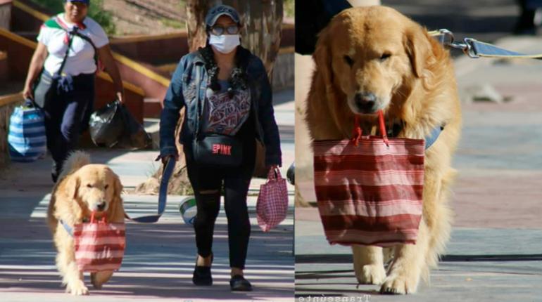 Ody, el can que ayuda con las compras durante la cuarentena en Tupiza