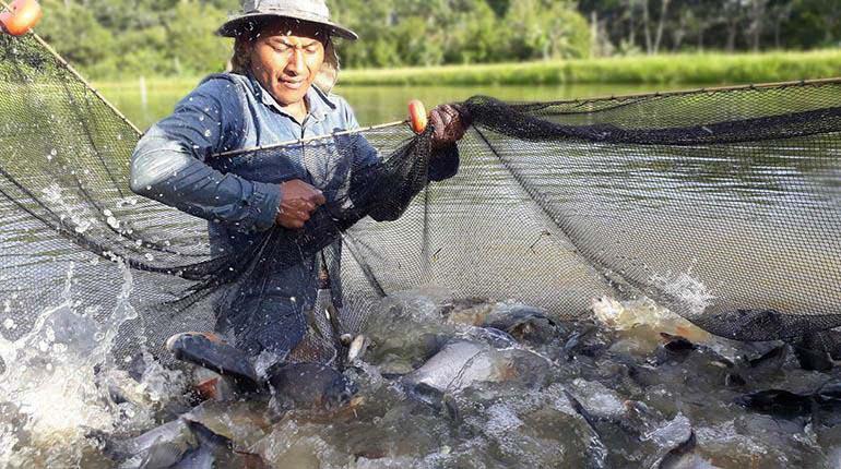 Reportan muerte de más de 11 millones de peces por cierre de surtidores en el trópico 