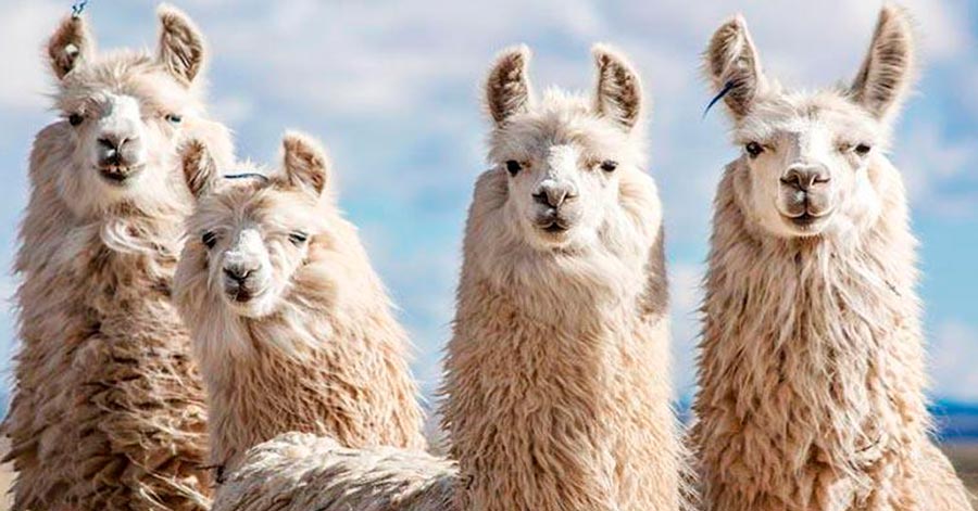 Anticuerpos procedentes de llamas podrían ayudar contra la Covid-19 