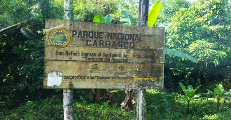 Constatan aprestos para el cultivo de coca en el Parque Nacional Carrasco