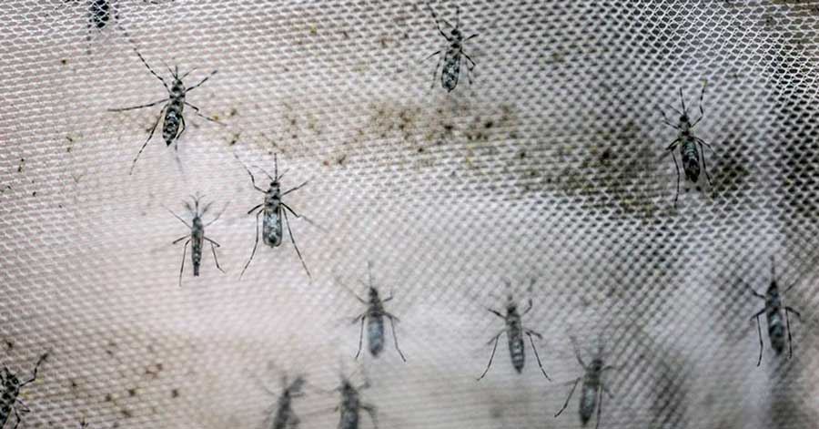 Alertan que una nueva cepa de zika identificada en Brasil puede causar otra epidemia