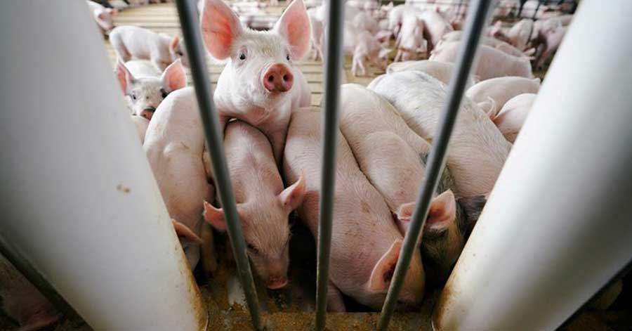 Científicos identificaron en China otro virus respiratorio “con potencial para convertirse en pandemia”