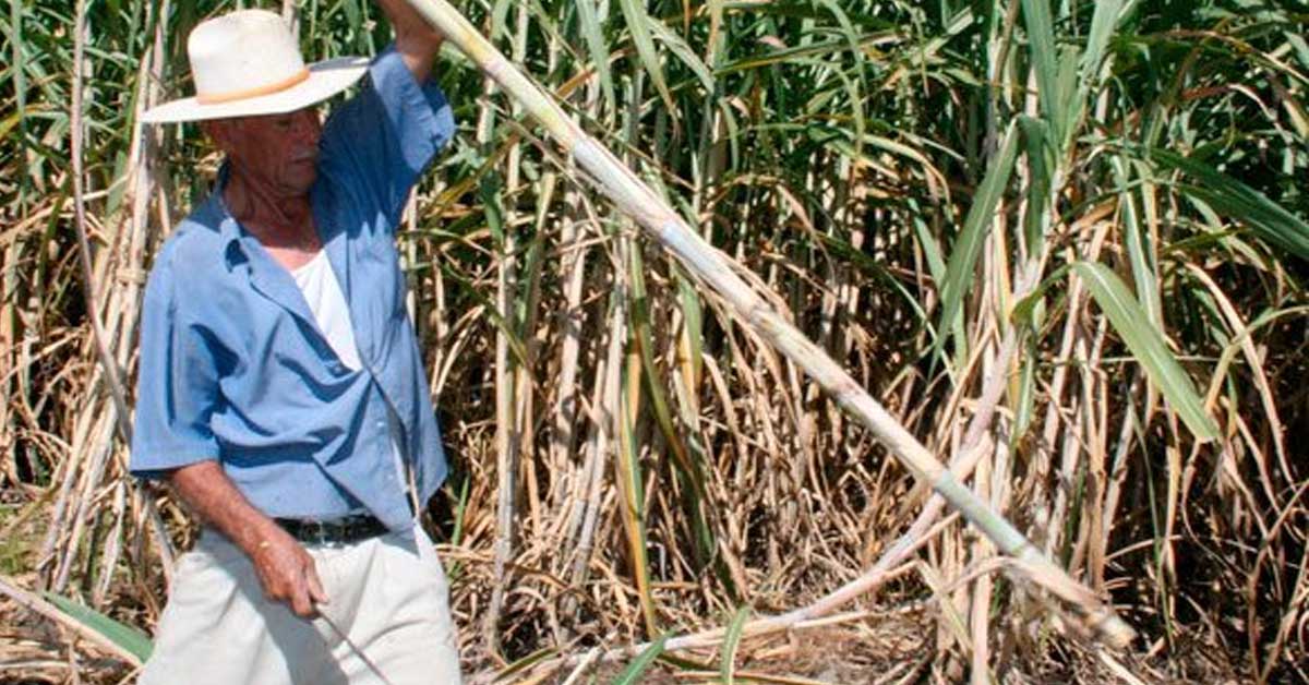 Zafra en Bermejo inicia la primera quincena de agosto según contrato