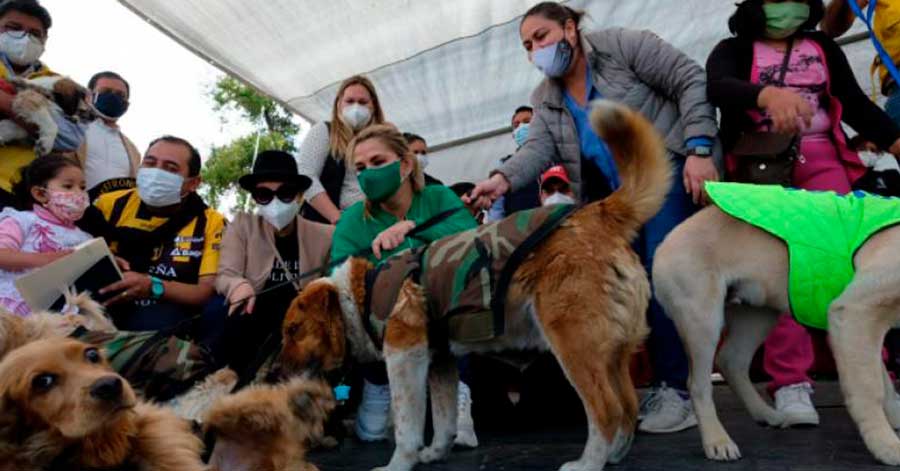 Áñez promulga reglamento para la protección de animales