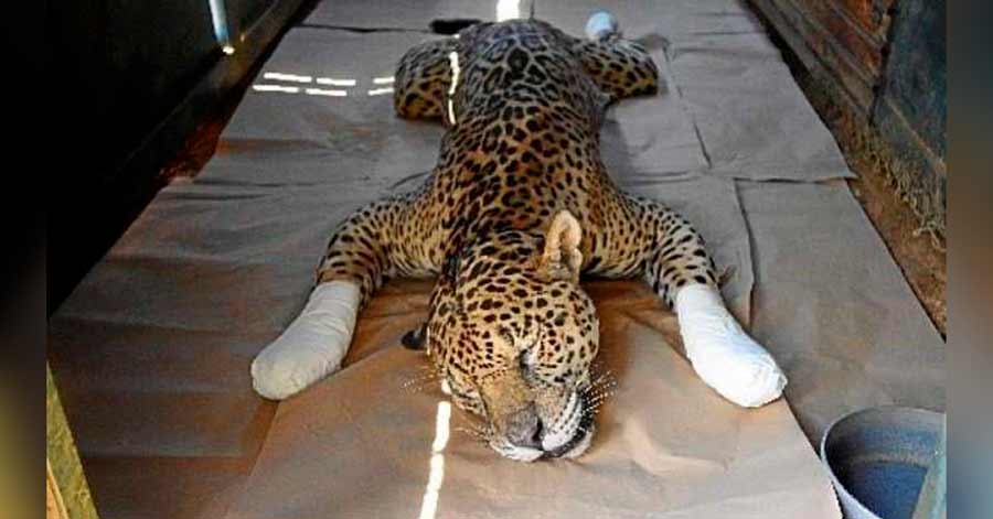 Jaguares rescatados de incendios en el Pantanal se recuperan en un establecimiento en Corumbá