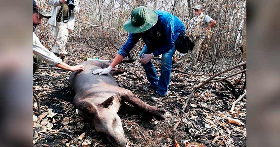 Rescatan a un tapir con heridas ocasionadas por el incendio en Santa Cruz 