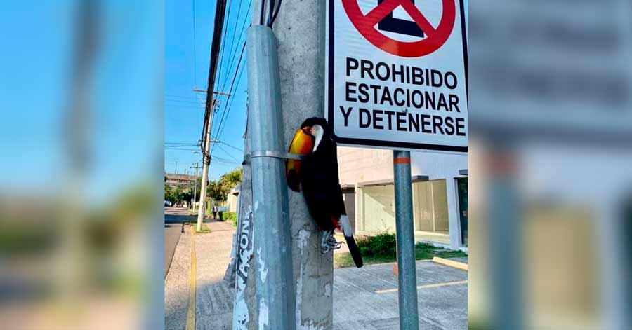Buscan a responsables de la muerte de tucán hallado en Equipetrol