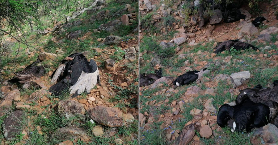 Se inicia rastrillaje para dar con el dueño del chivo que presumiblemente causo la muerte de los cóndores