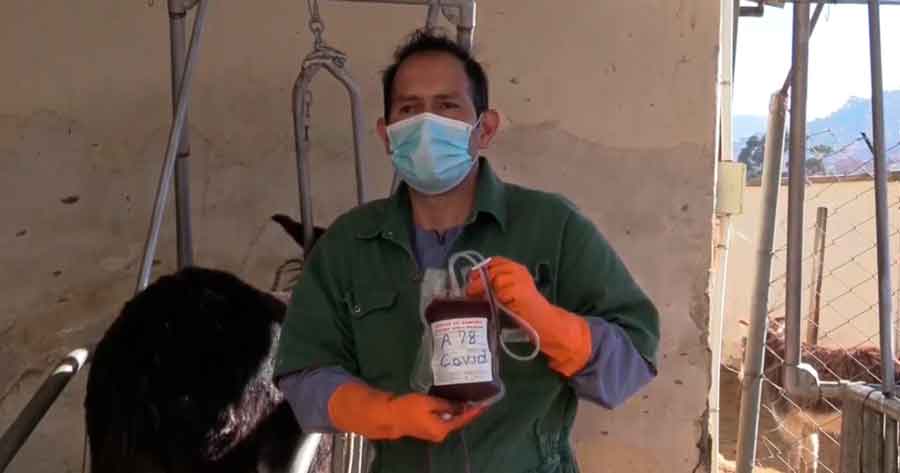 El suero de plasma de burros, la nueva apuesta de Bolivia contra la Covid-19 