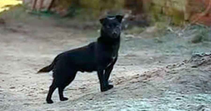Perro evita el secuestro de una niña en Yacuiba 