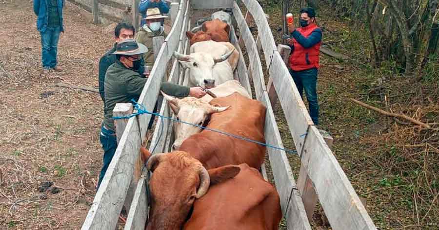 Gobernación entregó vitamina y desparasitantes a ganaderos de Caraparí