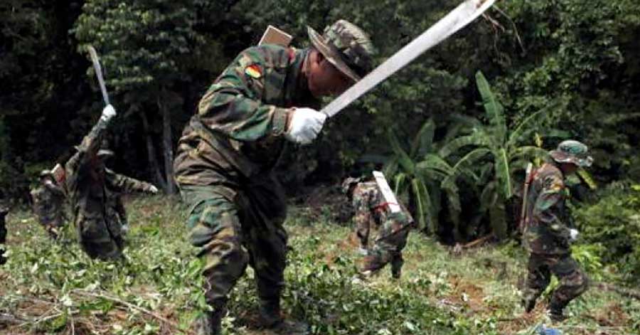 EEUU publica datos sobre coca y cocaína en Bolivia y alienta a reducir cultivo y producción