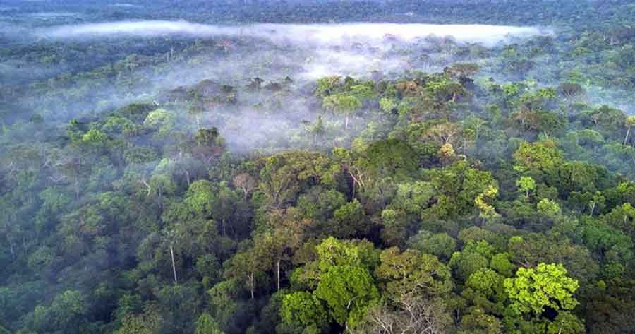 El plan de Facebook para combatir la venta ilegal de tierras en la Amazonía