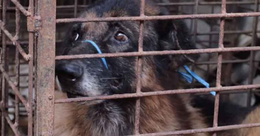 Corea del Sur analiza prohibir el consumo de carne de perro