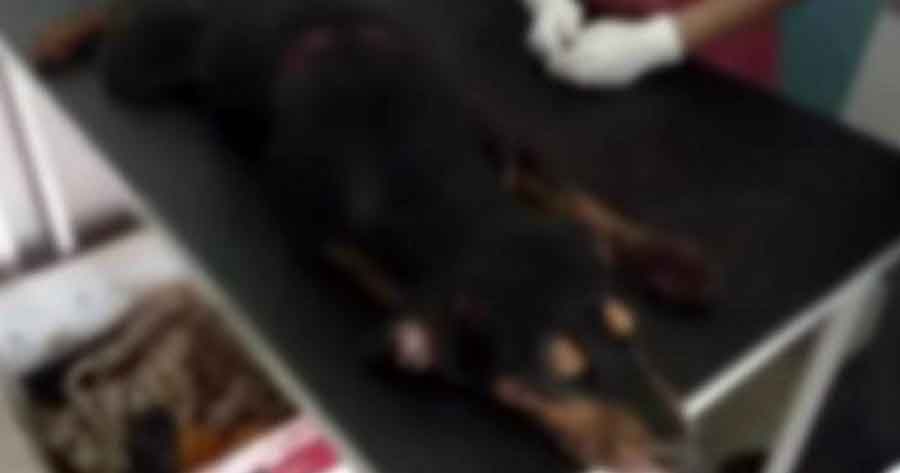 Envían a la cárcel por seis meses al acusado de matar a machetazos a un perro