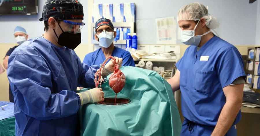 Muere en EEUU el primer paciente que recibió un trasplante de corazón de cerdo
