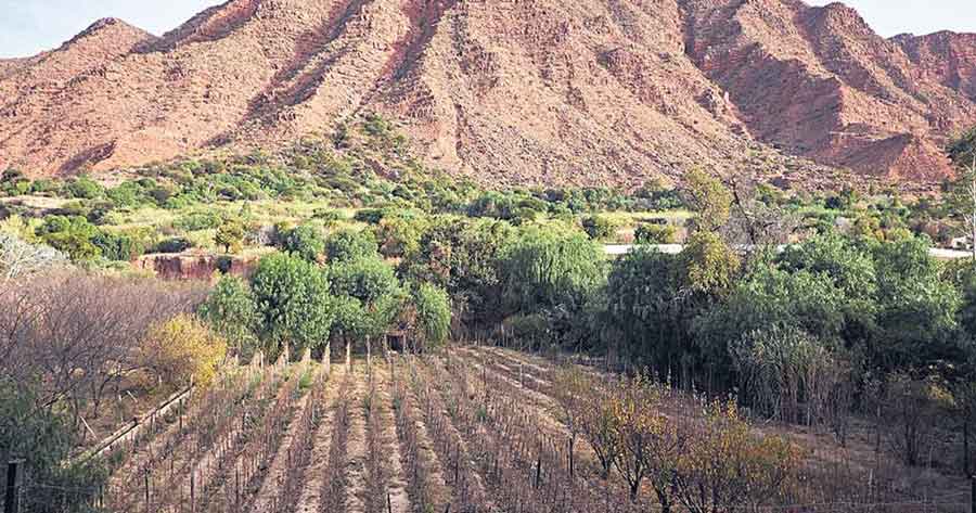 En Tarija la uva deja de ser rentable y ahora siembran papa y tomate