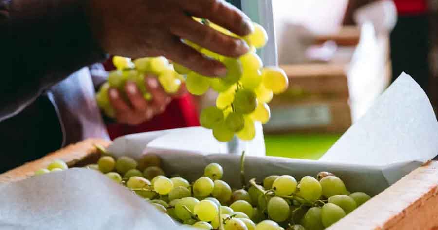 Alcaldía de Tarija envía al mercado de Sucre 3.200 kilos de uva almacenada en cámaras de frío