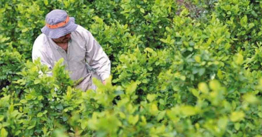 UNODC informa que los cultivos de coca en Bolivia crecieron en 4%, aunque es menor a años anteriores 