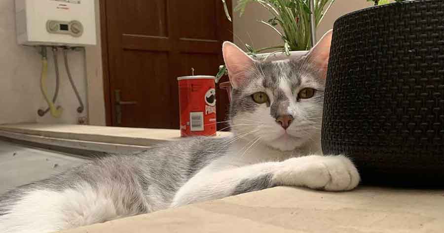 Gobierno contrató a una ‘comunicadora interespecies’ para la búsqueda del gato Tito