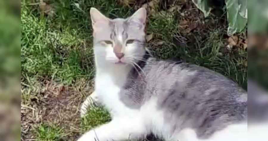 Logran conciliar el caso del gato Tito con compensación a favor de la usuaria