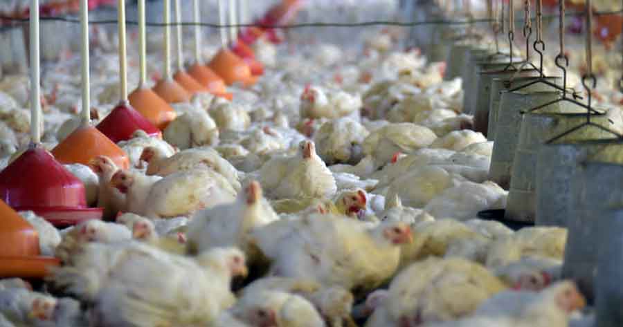 Unos 160.000 pollos fueron sacrificados en Cochabamba por sospecha de influenza aviar 