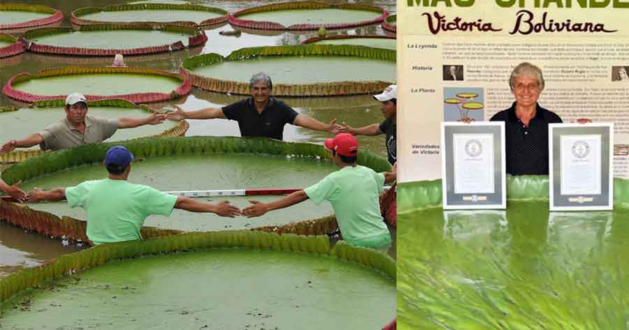 Bolivia consigue dos record Guinnes por el nenúfar más grande del mundo 