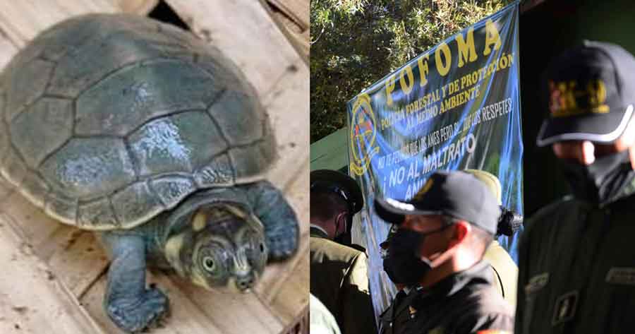Condenan a tres años de cárcel a vendedor de cosméticos elaborados con grasa de tortuga