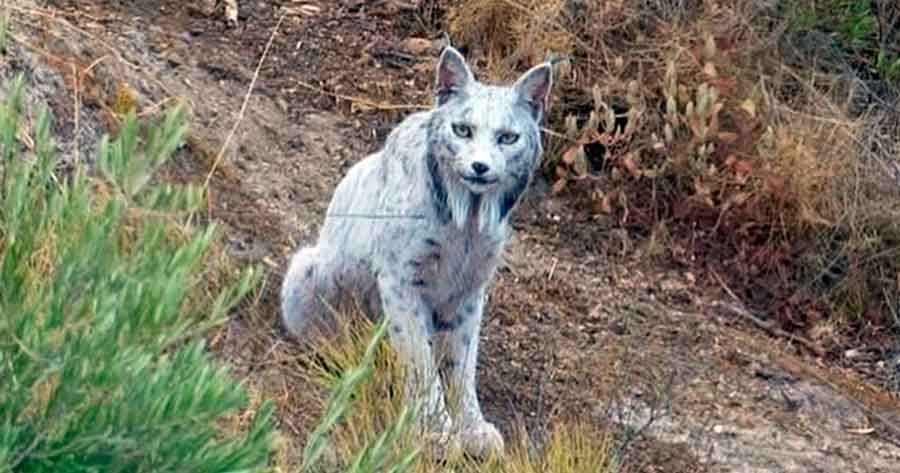 Impactante hallazgo en Jaén: captan por primera vez un lince ibérico blanco